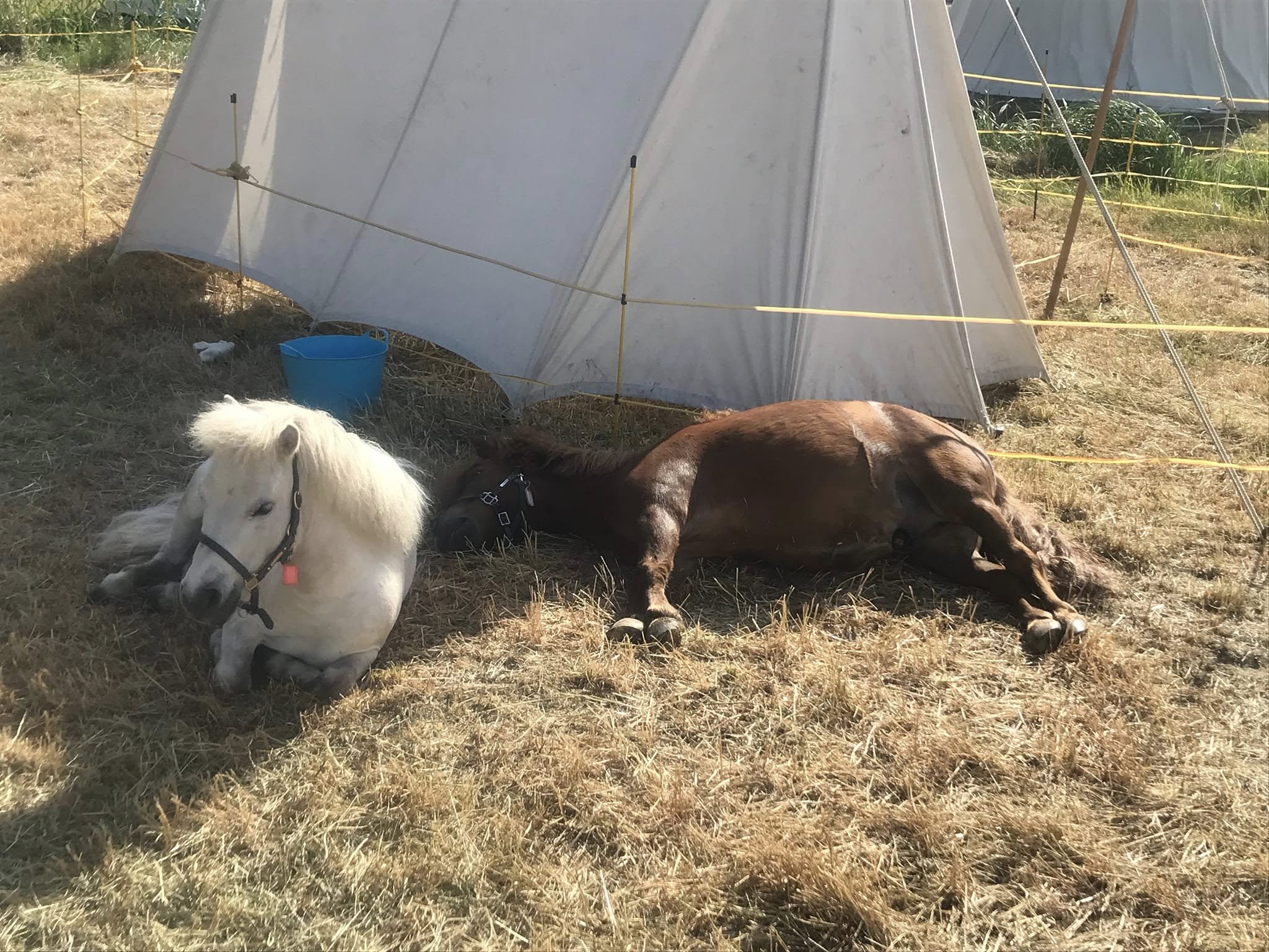 Pony 2